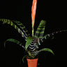 Vriesea splendens 'Era'
