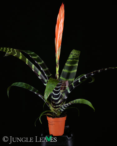 Vriesea splendens 'Era'