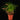 Vriesea correia-araujoi