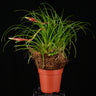 Vriesea correia-araujoi
