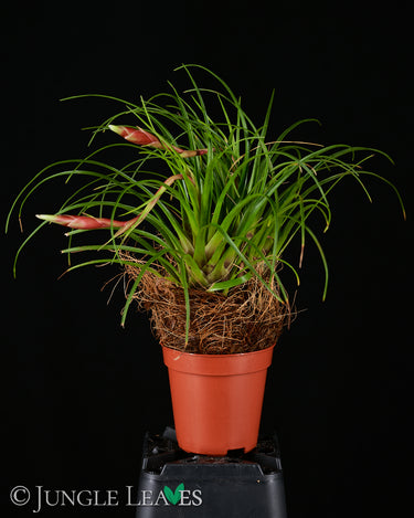 Vriesea correia-araujoi