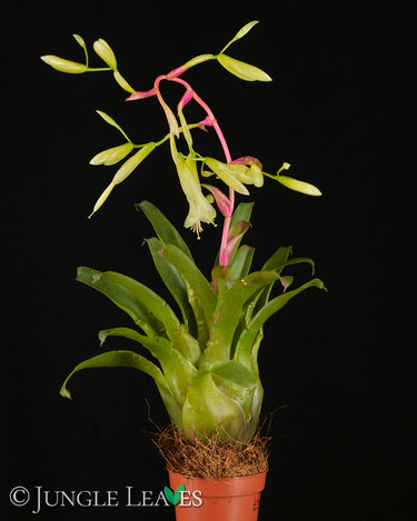 Vriesea delicatula