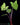 Xanthosoma violaceum
