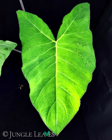 Xanthosoma violaceum