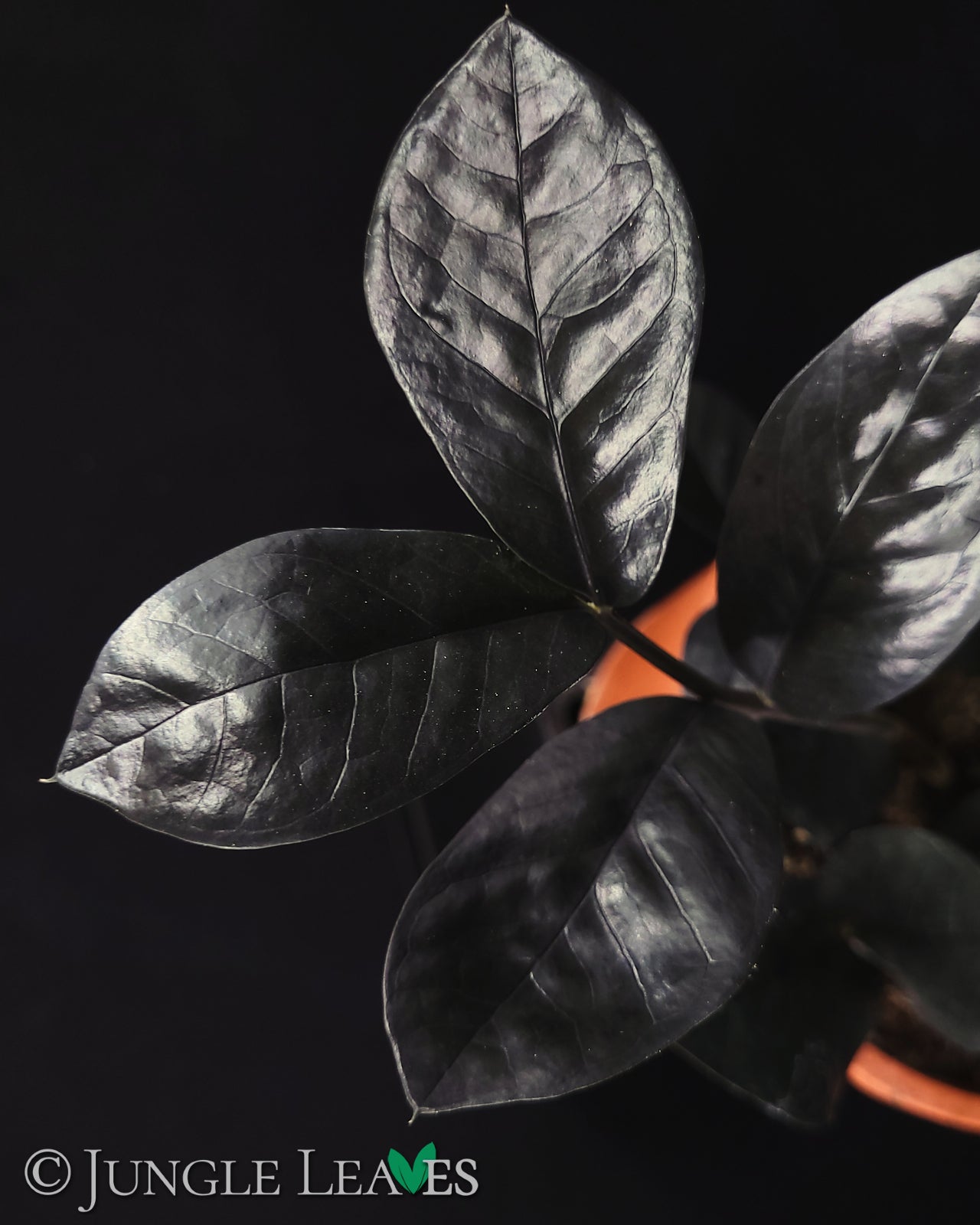 Zamioculcas zamiifolia 'Raven' (ZZ Plant, Glücksfeder) – Jungle Leaves