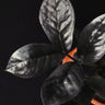 Zamioculcas 'Raven'
