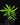 Zealandia pustulata (Syn. Microsorum) Känguru-Farn