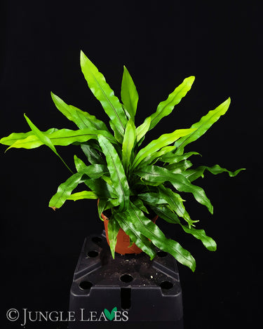 Zealandia pustulata (Syn. Microsorum) Känguru-Farn