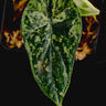 Alocasia baginda Dragon Scale Variegata