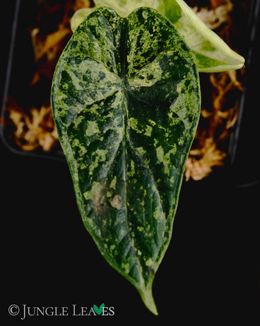 Alocasia baginda Dragon Scale Variegata