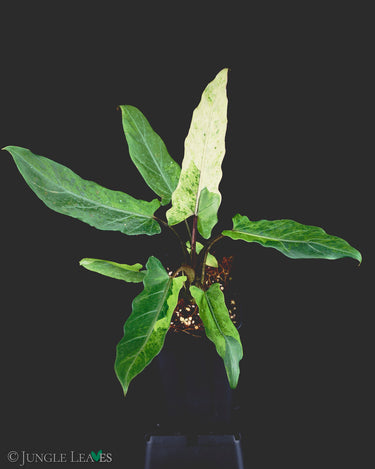Alocasia lauterbachiana Variegata