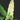 Alocasia lauterbachiana Variegata