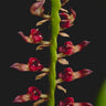 Bulbophyllum falcatum 'Mini'