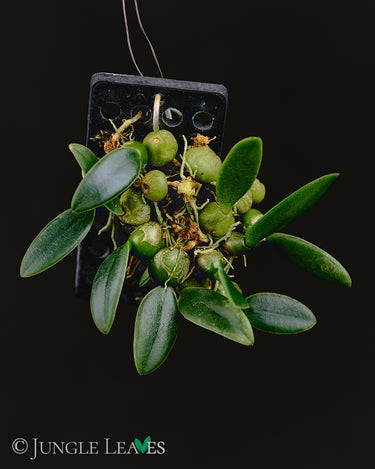 Bulbophyllum oblongum Trias oblonga