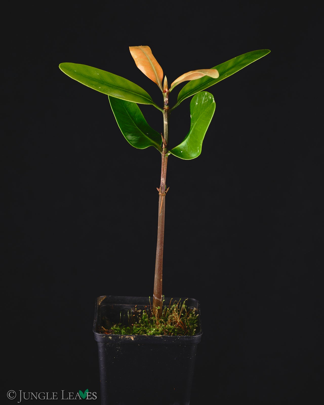 Ceriops tagal (Gelbe Mangrove) – Jungle Leaves