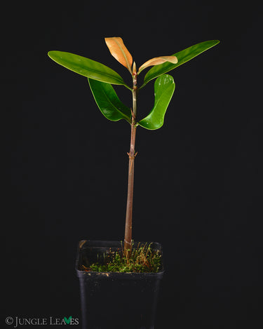 Ceriops tagal