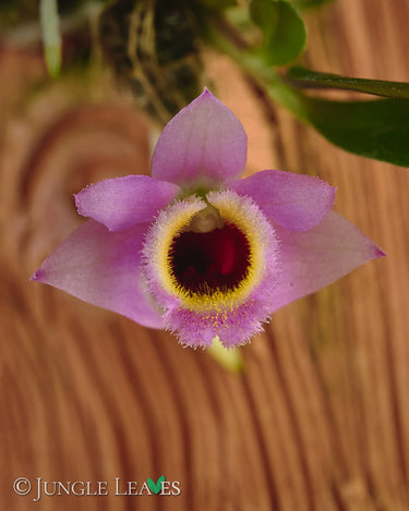 Dendrobium fuscifaucium