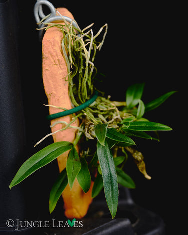 Dendrobium hekouense