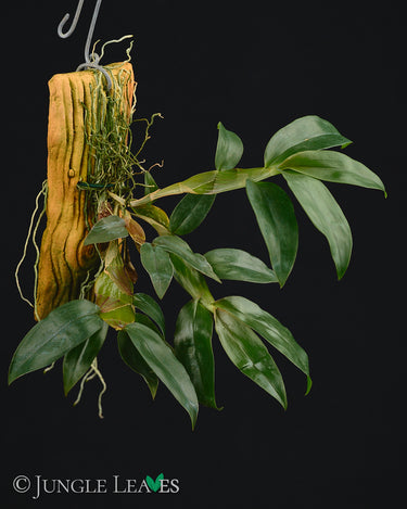 Dendrobium platygastrium