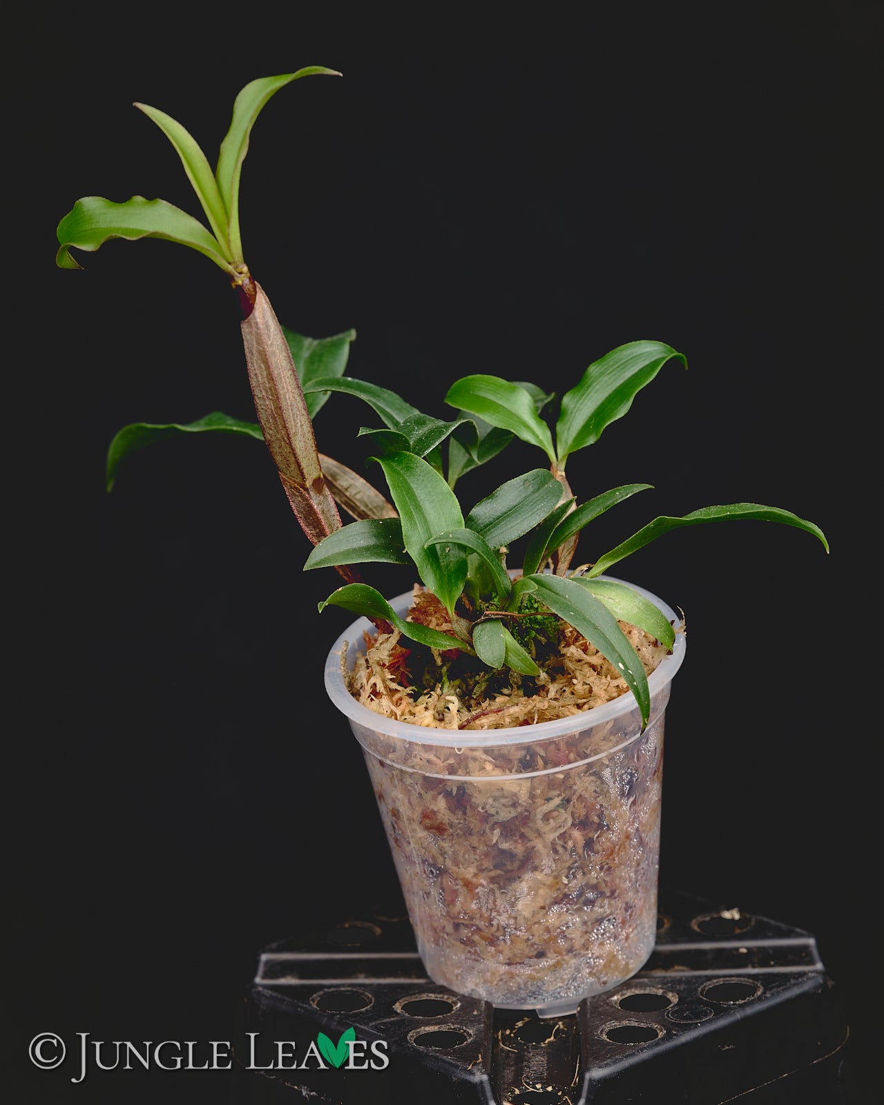 anthurium tetragonum Dendrobium tetragonum €14.99