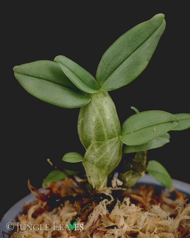 Dendrobium trantuanii