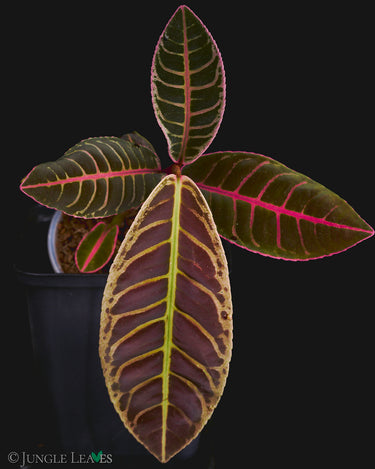 Emblemantha urnulata 'Super Pink'