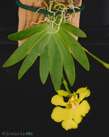 Ericyna (Psygmorchis) pusilla