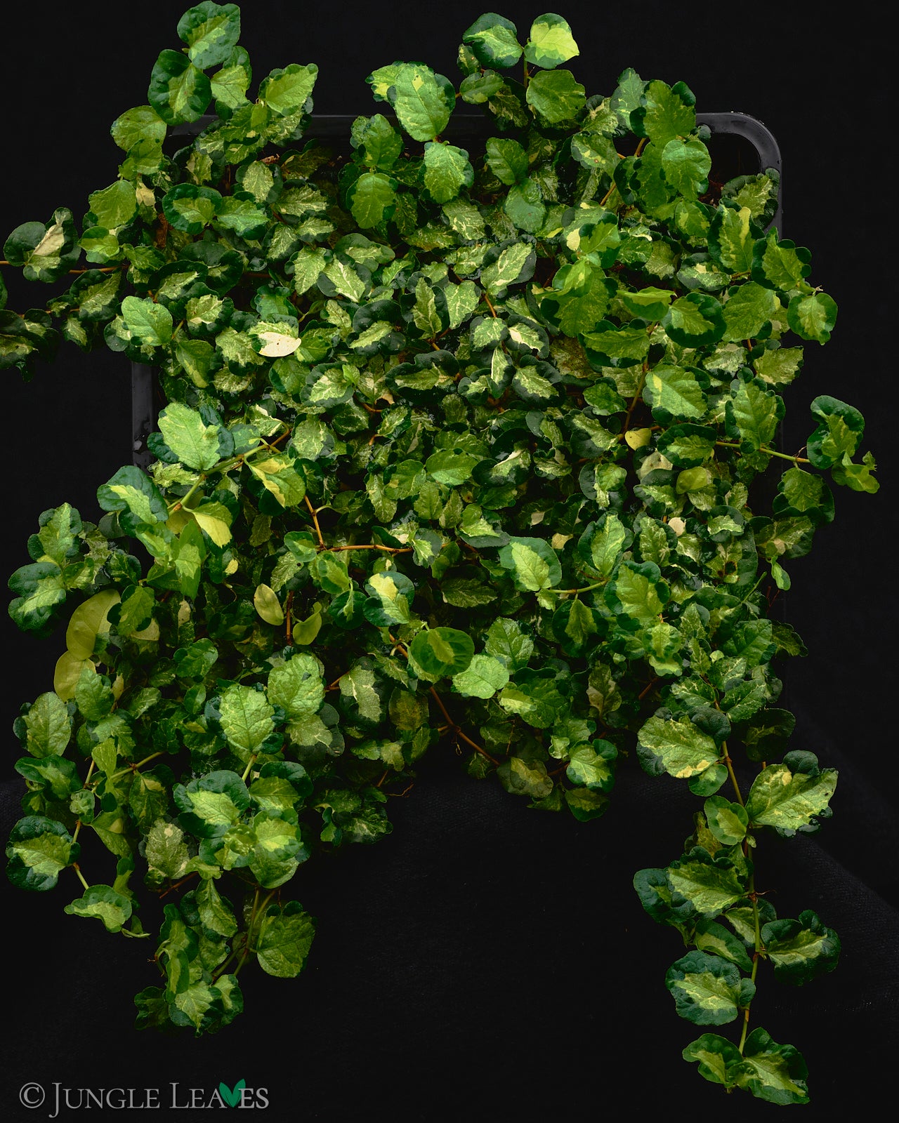 Ficus sp. 'Tricolor Variegata' – Jungle Leaves