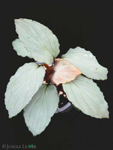 Homalomena sp. 'Platinum Velvet'