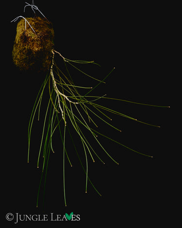 Hoya spartioides