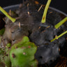 Lecanopteris carnosa