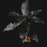 Nautilocalyx lynchii