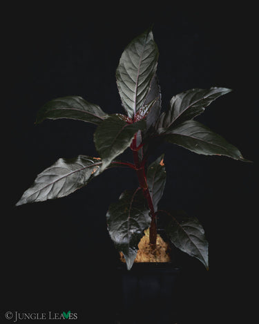 Nautilocalyx lynchii