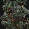 Nautilocalyx silvaticus