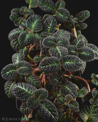 Nautilocalyx silvaticus