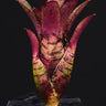 Neoregelia 'Agnes'
