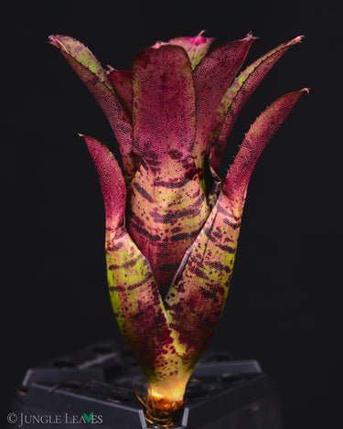 Neoregelia 'Agnes'