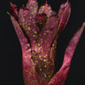 Neoregelia chlorosticta