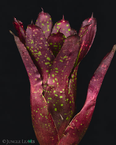 Neoregelia chlorosticta