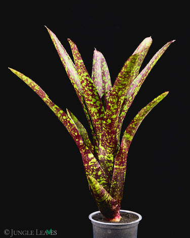 Neoregelia 'Hades'