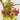 Nepenthes jamban