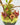 Nepenthes jamban