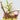 Nepenthes jamban