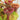 Nepenthes jamban