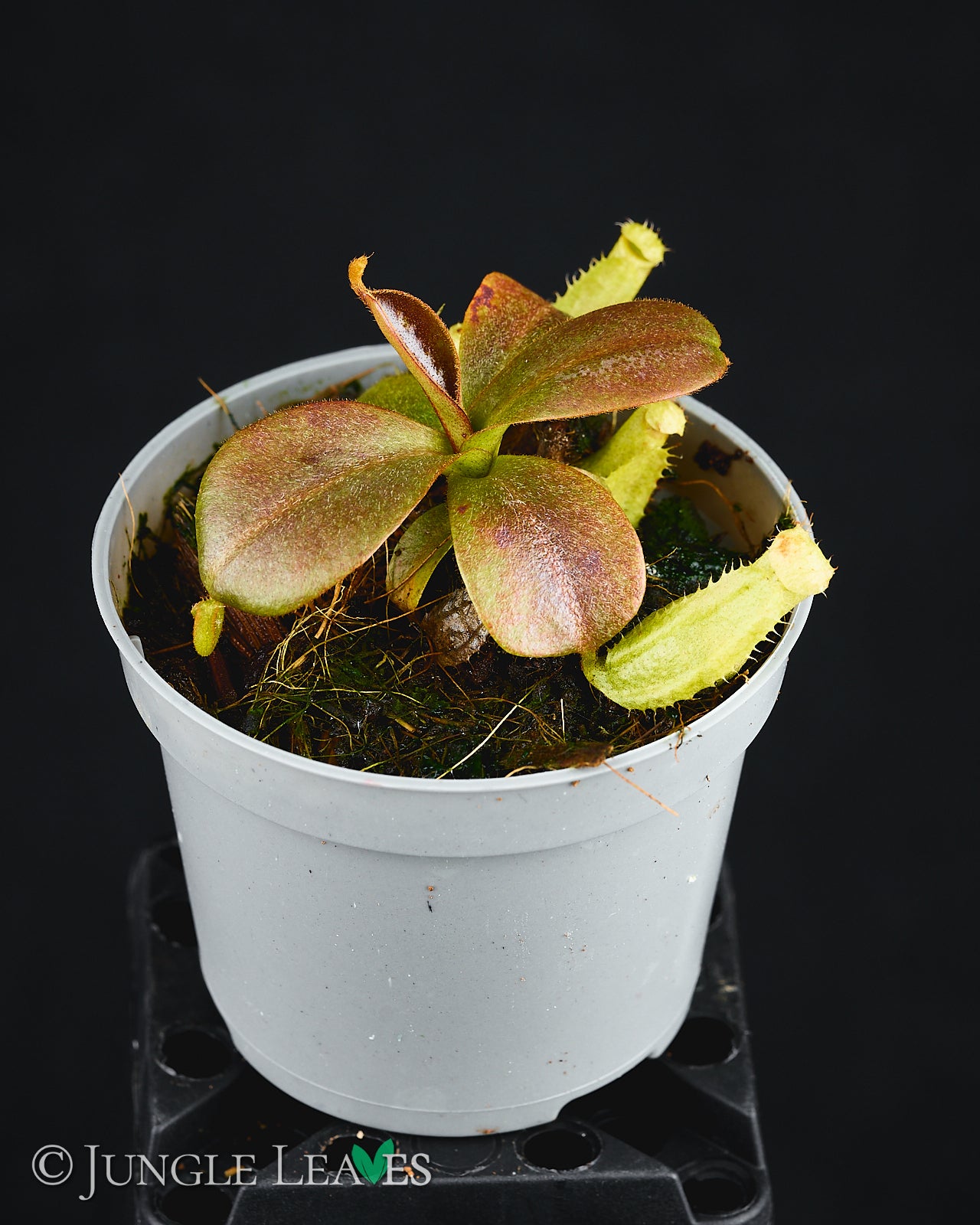 Nepenthes mapuluensis × clipeata – Jungle Leaves