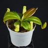 Nepenthes mapuluensis x edwardsiana