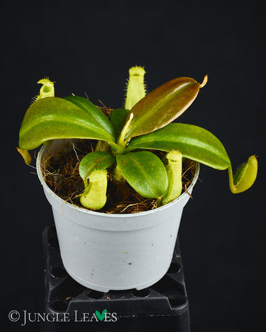Nepenthes mapuluensis x edwardsiana