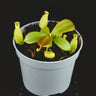 Nepenthes mapuluensis x macrophylla