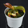Nepenthes mapuluensis x mollis