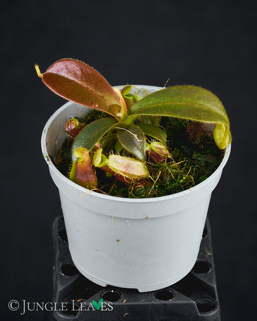 Nepenthes mapuluensis x mollis